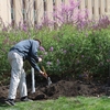 A University of Nebraska - Lincoln community member helps plant a ceremonial tree on campus.