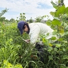 Mohawk College student, Anna, carrying out species identification in the Miyawaki forest. In partnership with Hamilton’s Green Venture, Mohawk College’s Sustainability Green Team helped to plant 300 native trees and shrubs to create a mini “Miyawaki” forest on Mohawk’s Fennell campus.