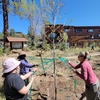 Community volunteers stabilize a newly planted tree