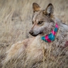 #2  When the wolves are released, they typically rejoin with their packs quickly, veterinarian Susan Dicks said. The results of the latest aerial survey show 22 Mexican gray wolf packs living in eastern Arizona and western New Mexico.