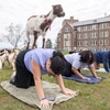 UConn students participate in goat yoga on the Founders Green during Earth Day Spring Fling festivities.