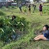 The photo above was taken at Lo’i Kalo Park on Oahu, Hawai’i, with Ola Niuhelewai Peer Mentors harvesting kalo.