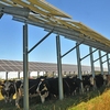Cows standing under solar panels at the University of Minnesota Morris campus.