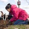 Mohawk College students plant native grasses and wildflowers in the west campus bioswale during an Earth Day event, helping create habitat and manage rainwater runoff.
