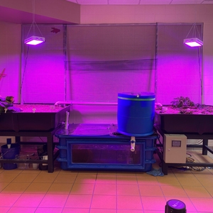 Planting the Pond Aquaponics System